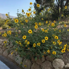 Load image into Gallery viewer, Encelia californica - Bush Sunflower

