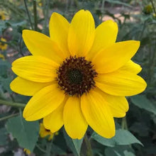 Load image into Gallery viewer, Encelia californica - Bush Sunflower
