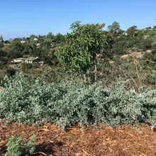 Load image into Gallery viewer, Atriplex lentiformis 'Island Form' - Island Form Saltbush
