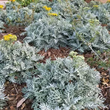 Load image into Gallery viewer, Constancea nevinii - Nevin's Wooly Sunflower
