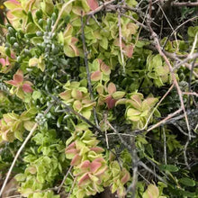 Load image into Gallery viewer, Atriplex canescens - Fourwing Saltbush
