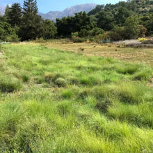 Load image into Gallery viewer, Bouteloua gracilis - Blue Grama Grass
