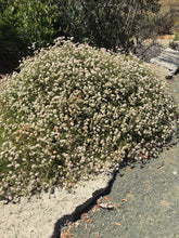 Load image into Gallery viewer, Eriogonum fasciculatum - California Buckwheat
