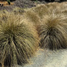 Load image into Gallery viewer, Muhlenbergia rigens - Deer Grass
