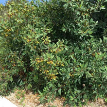 Load image into Gallery viewer, Frangula californica - Coffeeberry
