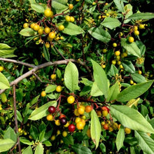 Load image into Gallery viewer, Frangula californica - Coffeeberry
