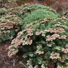 Load image into Gallery viewer, Eriogonum arborescens - Santa Cruz Island Buckwheat
