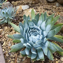 Load image into Gallery viewer, Dudleya brittonii - Giant Chalk Dudleya
