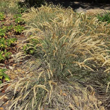 Load image into Gallery viewer, Calamagrostis foliosa - Leafy Reed Grass
