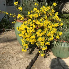 Load image into Gallery viewer, Diplacus Jelly Bean™ 'Lemon' - Jelly Bean Lemon Monkeyflower
