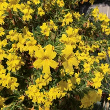 Load image into Gallery viewer, Diplacus Jelly Bean™ 'Lemon' - Jelly Bean Lemon Monkeyflower
