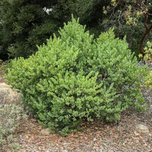 Load image into Gallery viewer, Arctostaphylos glauca - Bigberry Manzanita
