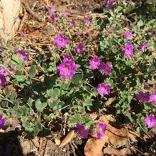 Load image into Gallery viewer, Mirabilis laevis - Desert Wishbone-bush
