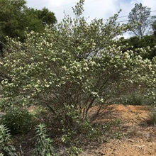 Load image into Gallery viewer, Ceanothus thyrsiflorus 'Snow Flurry' - Snow Flurry Mountain Lilac
