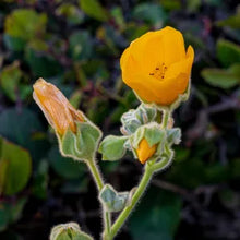 Load image into Gallery viewer, Abutilon palmeri - Palmer's Indian Mallow
