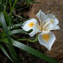 Load image into Gallery viewer, Iris 'Canyon Snow' - Canyon Snow Iris
