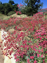 Load image into Gallery viewer, Eriogonum grande var. rubescens - Red Flowered Buckwheat
