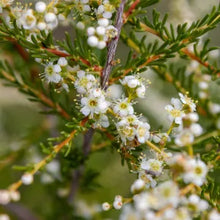 Load image into Gallery viewer, Adenostoma fasciculatum - Chamise
