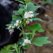 Load image into Gallery viewer, Ribes malvaceum - Chaparral Currant

