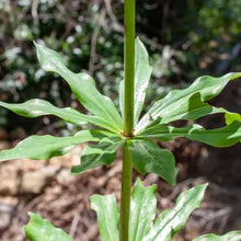 Load image into Gallery viewer, Lilium humboldtii - Humboldt Lily
