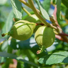 Load image into Gallery viewer, Juglans californica - California Black Walnut
