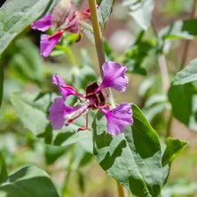 Load image into Gallery viewer, Clarkia unguiculata - Elegant Clarkia
