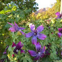 Load image into Gallery viewer, Malva assurgentiflora - Island Mallow
