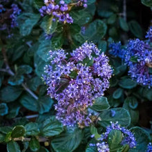 Load image into Gallery viewer, Ceanothus maritimus 'Valley Violet' - Valley Violet Mountain Lilac
