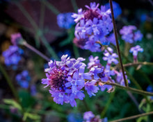 Load image into Gallery viewer, Verbena lilacina 'De La Mina' - De La Mina Verbena
