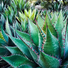 Load image into Gallery viewer, Agave shawii - Shaw's Agave
