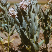 Load image into Gallery viewer, Asclepias speciosa - Showy Milkweed
