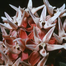 Load image into Gallery viewer, Asclepias speciosa - Showy Milkweed
