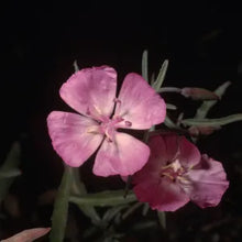 Load image into Gallery viewer, Clarkia bottae - Punchbowl Godetia
