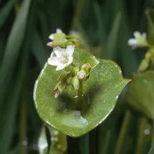 Load image into Gallery viewer, Claytonia perfoliata - Miner's Lettuce
