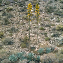 Load image into Gallery viewer, Agave deserti - Desert Agave
