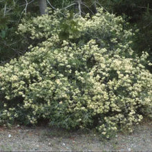 Load image into Gallery viewer, Ceanothus cordulatus - Mountain whitethorn
