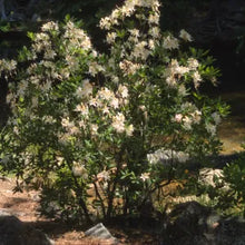 Load image into Gallery viewer, Rhododendron occidentale - Western Azalea
