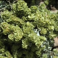 Load image into Gallery viewer, Atriplex canescens - Fourwing Saltbush

