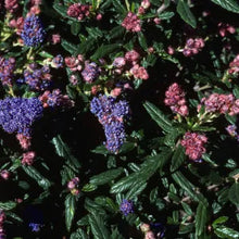 Load image into Gallery viewer, Ceanothus 'Wheeler Canyon' - Wheeler Canyon Ceanothus
