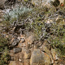 Load image into Gallery viewer, Euphorbia misera - Cliff Spurge

