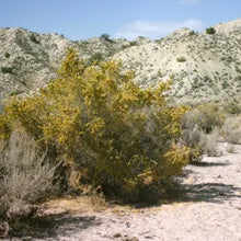 Load image into Gallery viewer, Atriplex canescens - Fourwing Saltbush
