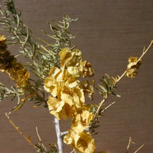 Load image into Gallery viewer, Atriplex canescens - Fourwing Saltbush
