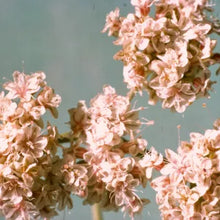 Load image into Gallery viewer, Eriogonum fasciculatum var. foliolosum - Leafy California Buckwheat
