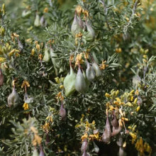 Load image into Gallery viewer, Cleomella arborea - Bladderpod
