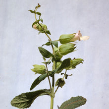 Load image into Gallery viewer, Lepechinia calycina - White Pitcher Sage
