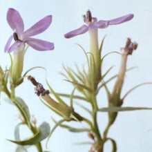 Load image into Gallery viewer, Lobelia dunnii - Dunn's Lobelia
