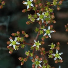 Load image into Gallery viewer, Dudleya virens
