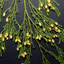 Load image into Gallery viewer, Calocedrus decurrens - Incense Cedar
