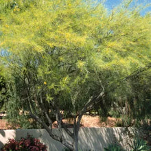 Load image into Gallery viewer, Parkinsonia aculeata- Mexican Paloverde
