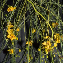 Load image into Gallery viewer, Parkinsonia aculeata- Mexican Paloverde
